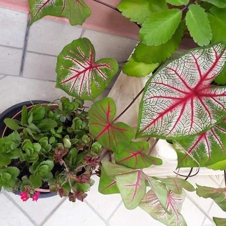 فندق Pousada Vila Paolino ساو بيدرو دا سيرا المظهر الخارجي الصورة