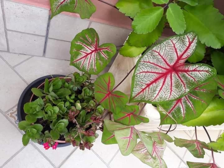 فندق Pousada Vila Paolino ساو بيدرو دا سيرا المظهر الخارجي الصورة